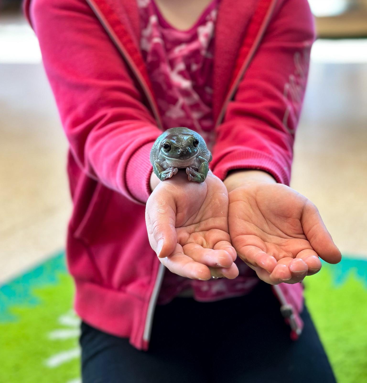  Płazy w przedszkolu 