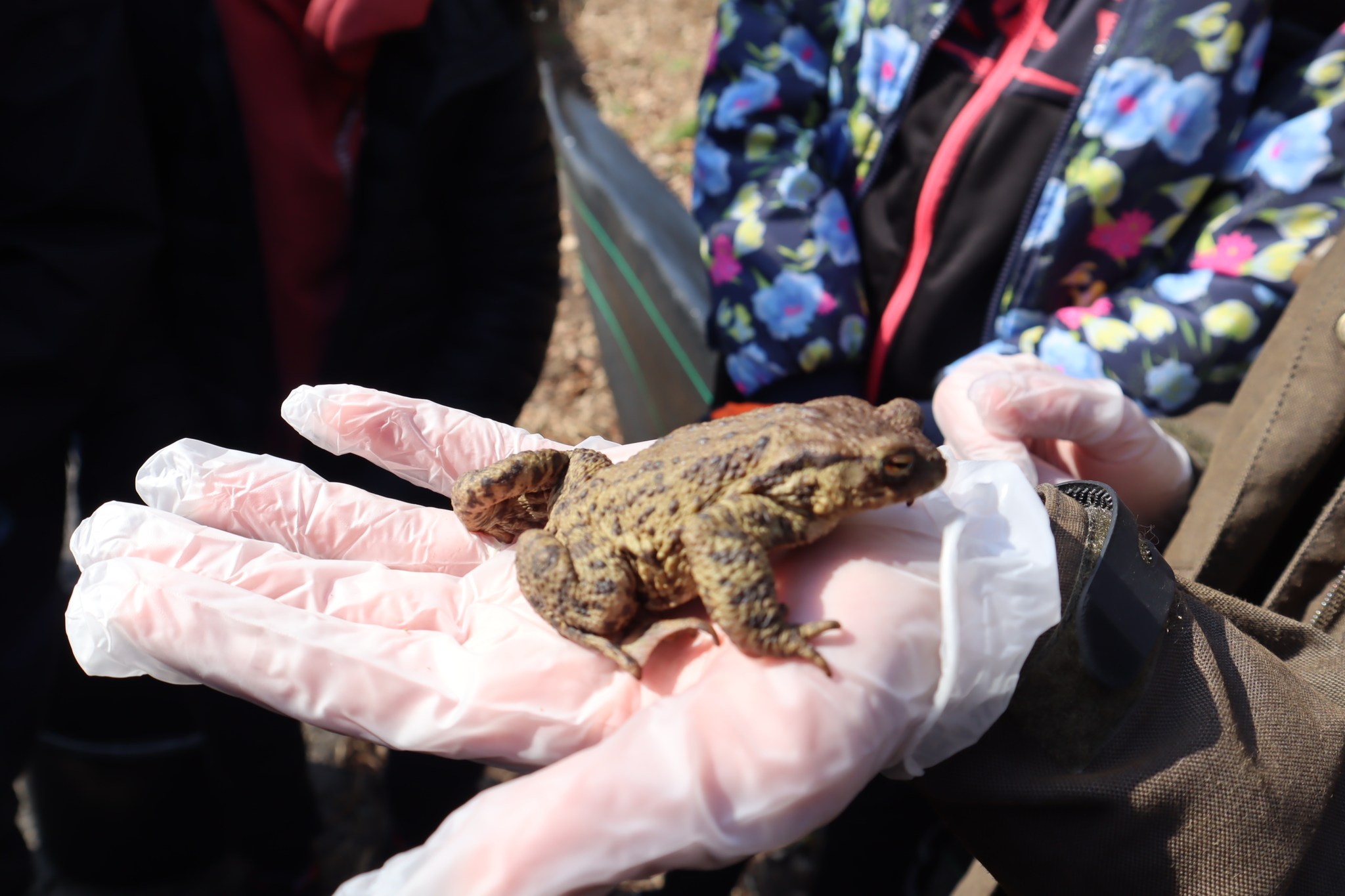 Wiosenna migracja płazów