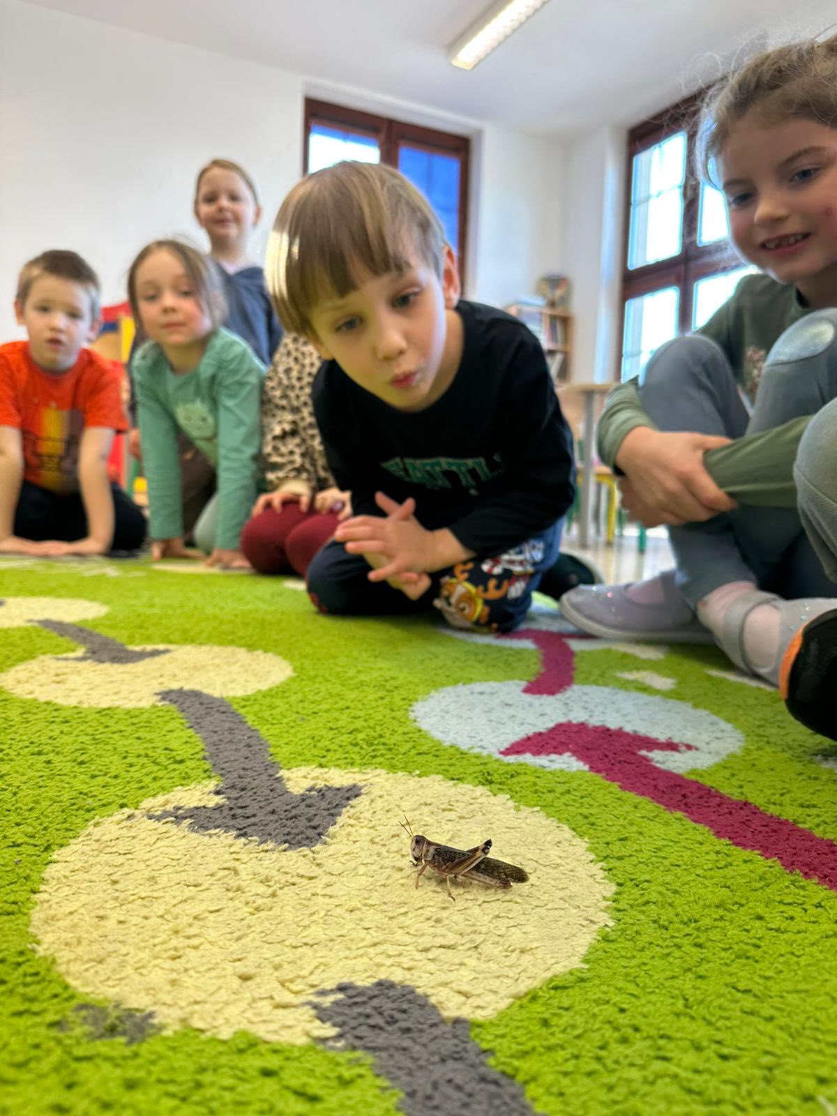 Kolejna lekcja przyrody w oddziałach przedszkolnych 🦗